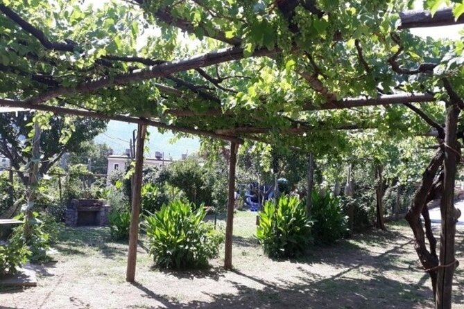 Wine Tasting at Basileo Cellar with Lunch - Starting the Tour: Meeting at Basileo Vini in Tramonti