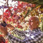 Wine tasting at the Apicella winery - The Unique Appeal of the Apicella Winery Experience