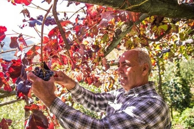 Wine tasting at the Apicella winery - The Unique Appeal of the Apicella Winery Experience