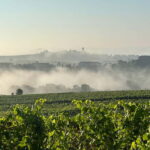 Wine tasting between Monferrato and Langhe - Meeting Point at Torchio 1953 Winery in Repergo