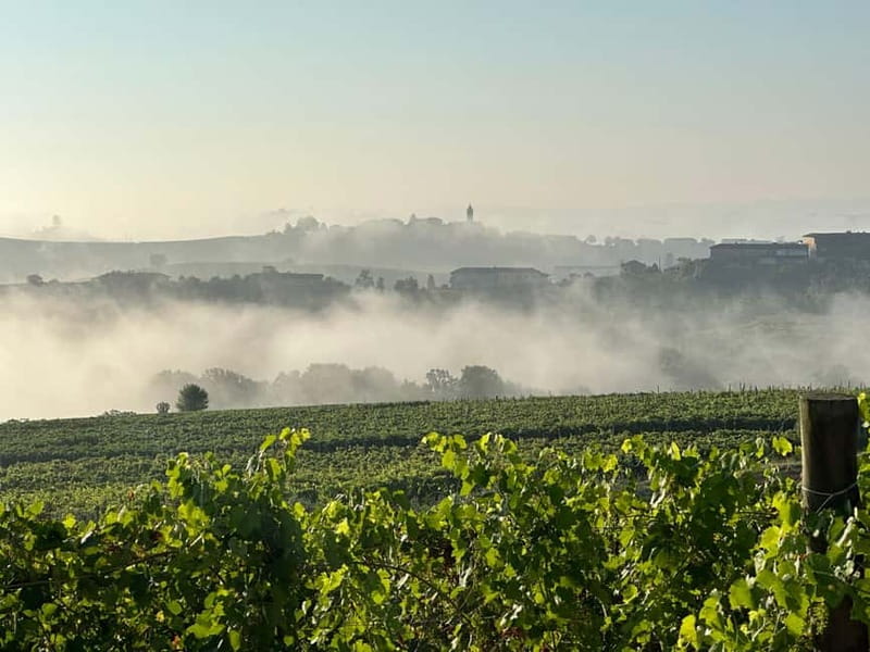 Wine tasting between Monferrato and Langhe - Meeting Point at Torchio 1953 Winery in Repergo