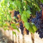 Wine Tasting Experience In The Vesuvius Wineries - Exploring Vineyards on the Slopes of Vesuvius