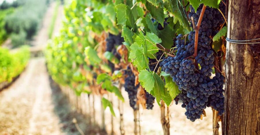 Wine Tasting Experience In The Vesuvius Wineries - Exploring Vineyards on the Slopes of Vesuvius