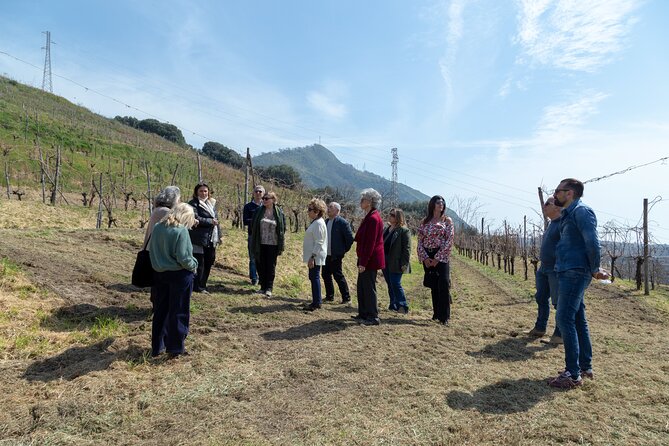 Wine Tasting in Campi Flegrei from Naples - Scenic Views and Volcanic Landscape