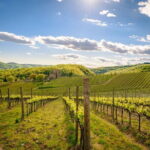 Wine tasting in TWO family wineries around Florence - Exploring Montefioralle: A Medieval Village and Family Winery