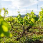 Wine Tasting Tour - Visiting the UNESCO Site at Stari Grad Plain