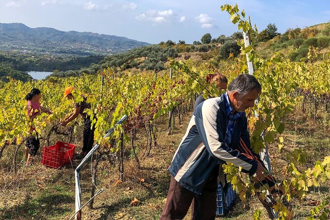 Wine Tasting & Vineyards Escape near Tirana - Visiting a Family-Owned Winery in Tirana County