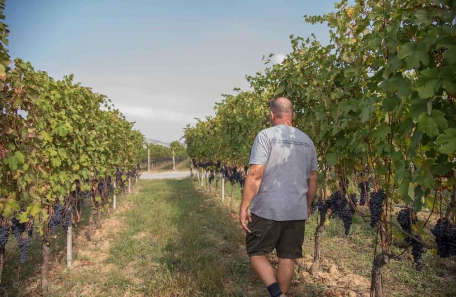 Wine Tasting with Snacks in Neive, the heart of Langhe - Sampling Three Wines from a Renowned Local Winery