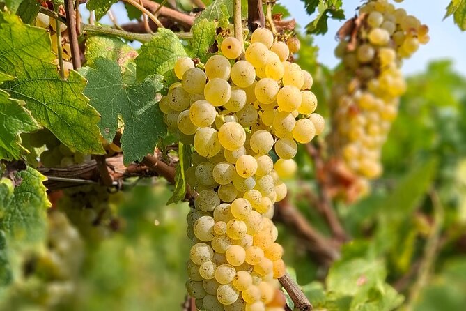 Wine Tasting with the winemaker in Villa Santa Eurosia - Visiting the Vineyard and Artichoke Fields