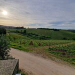 Wine Tour 6 hours 2 top wineries of Chianti Classico Limo Service - Start in Florence with a Luxurious Private Pickup