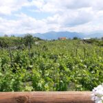 Wine Tour and Lunch with Winetasting and Vineyard Visit - Visiting a Traditional Vineyard and Winery in the Naples Area