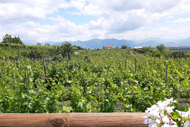 Wine Tour and Lunch with Winetasting and Vineyard Visit - Visiting a Traditional Vineyard and Winery in the Naples Area