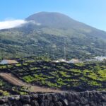 Wine tour and Tasting with a local Winemaker at Pico Island - Practicalities and Logistics of the Pico Wine Tour