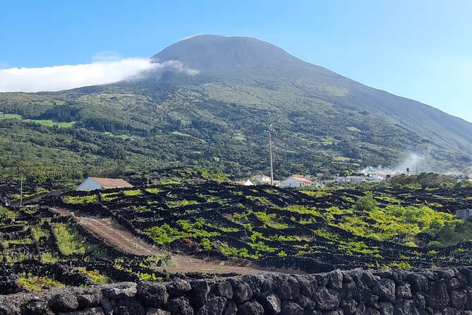 Wine tour and Tasting with a local Winemaker at Pico Island - Practicalities and Logistics of the Pico Wine Tour