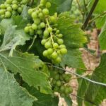 Wine Tour, Tiles Factory near Lisbon - Admiring the Panoramic Views from Arrábida Mountain