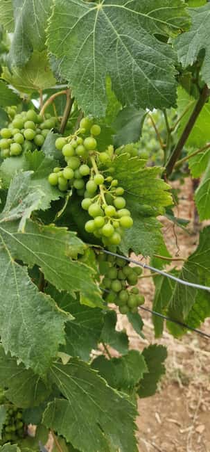 Wine Tour, Tiles Factory near Lisbon - Admiring the Panoramic Views from Arrábida Mountain