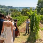 Wine Tour with Lunch and Wine Tasting - The Tasting of Five Estate Wines and Olive Oil