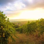 Winemaker for a Day: Tour an Organic Winery - What Makes This Tour Stand Out in Assisi