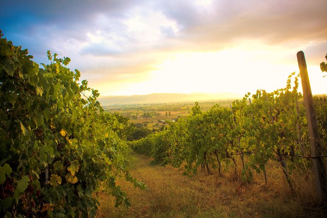 Winemaker for a Day: Tour an Organic Winery - What Makes This Tour Stand Out in Assisi
