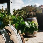 Winery Marathon Full Day Tour in Cyprus - Discover the Cyprus Wine Museum in Erimi