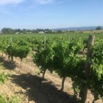 Winery Tour & Wine Tasting - Deli Plate & 3 Wines - Exploring the Winery and Vineyards