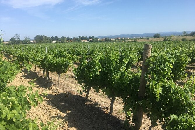 Winery Tour & Wine Tasting - Deli Plate & 3 Wines - Exploring the Winery and Vineyards