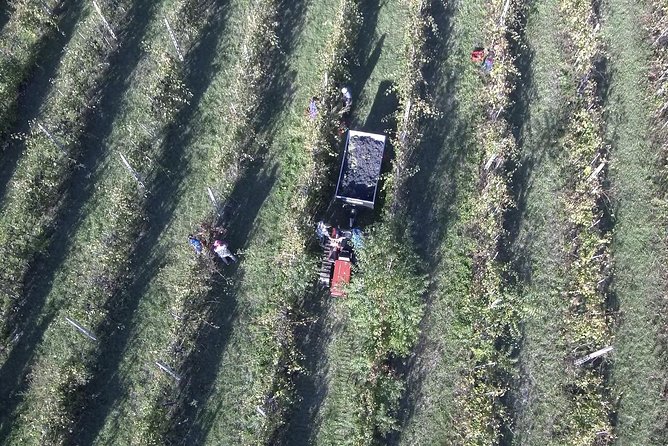 Winery tour with wine tasting from Assisi - Guided Tasting of Assisi DOC and Umbria IGT Wines