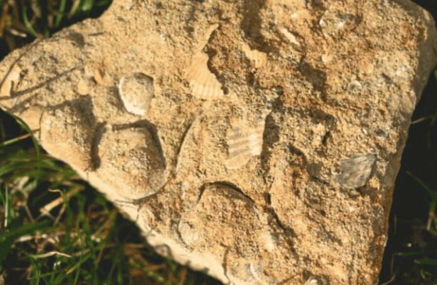 Winery Visit on Parma Hills & Wine Tasting with Food Platter - Start of the Journey: Meeting Point and Location