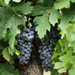 Winery Visit & Tasting near Grosseto with 6 wines - Walking Through Vineyard Terraces with Expert Commentary