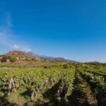 Winery Visit & Tasting on the Volcanic Slopes near Catania - Walk Through Volcanic Layers and Ancient Lava Fields