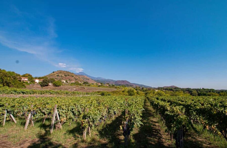 Winery Visit & Tasting on the Volcanic Slopes near Catania - Walk Through Volcanic Layers and Ancient Lava Fields