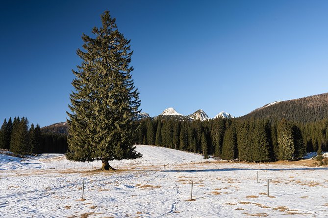 Winter Hike in Julian Alps - Starting Point and Transportation in Bled