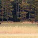 Wolf and Wildlife Tracking in Sweden - Starting Point and Meeting Details in Stockholm