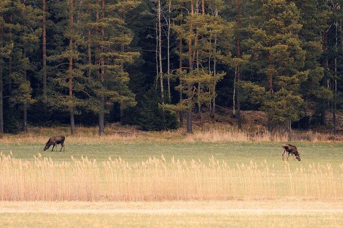Wolf and Wildlife Tracking in Sweden - Starting Point and Meeting Details in Stockholm
