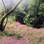 Wonderful hike through the Magic Forest of Tenerife - The Guide: Multilingual Expertise and Personal Touch