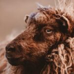 Wonders of Vágar Island | Private Experience - Discover Gásadalur Village and Múlafossur Waterfall