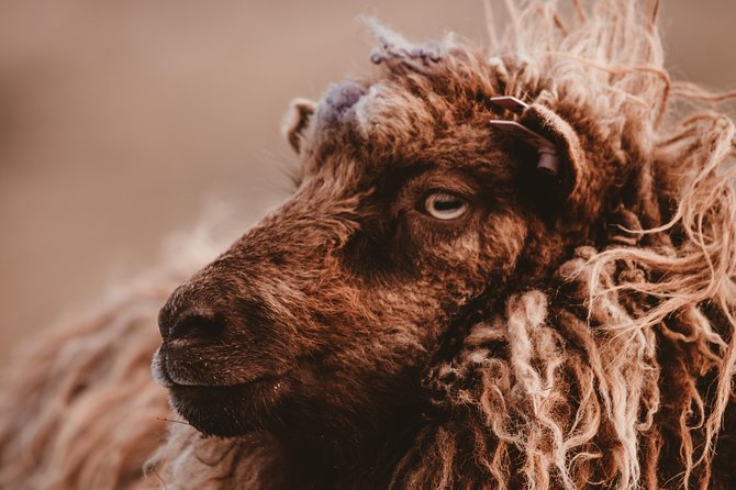 Wonders of Vágar Island | Private Experience - Discover Gásadalur Village and Múlafossur Waterfall