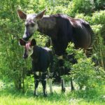 Wuppertal: Admission to the Green Zoo Wuppertal - Encountering the African Lions in Europe’s Largest Lion Enclosure