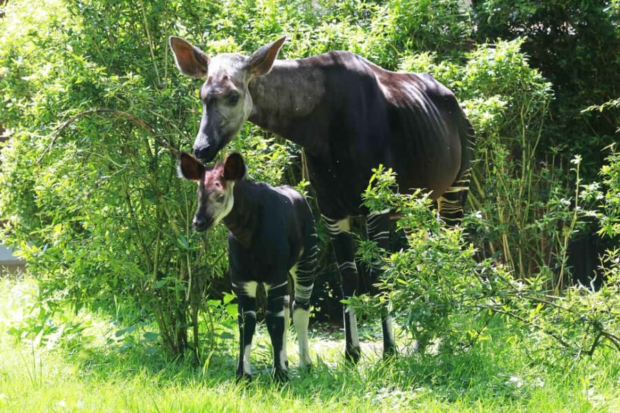 Wuppertal: Admission to the Green Zoo Wuppertal - Encountering the African Lions in Europe’s Largest Lion Enclosure
