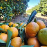 Xarrë: Mandarin Farming Tour with Traditional Cooking Lunch - Starting Point at the Bufi Fields Entrance