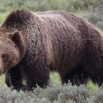 Yellowstone Full Day Tours - What Makes the Stops Special