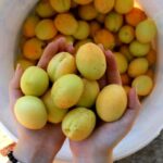 Yerevan: Khor Virap, Garni, Geghard, Echmiadzin, & Zvartnots - Practical Details: Transport, Group Size, and Flexibility