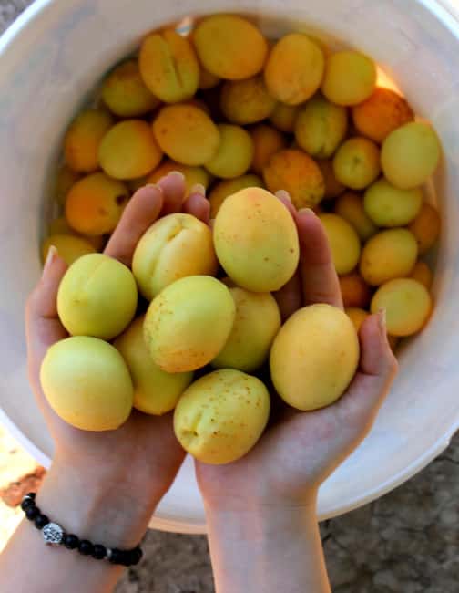 Yerevan: Khor Virap, Garni, Geghard, Echmiadzin, & Zvartnots - Practical Details: Transport, Group Size, and Flexibility