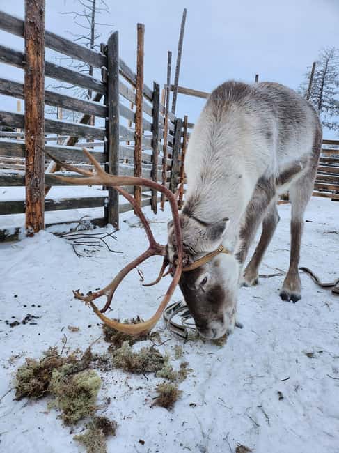 Ylitornio: Santa Station Entry Ticket - The Unique Historic Setting of Santa Station