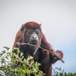 Yorkshire Wildlife Park: Entry Ticket - Family-Friendly Play Areas and Facilities