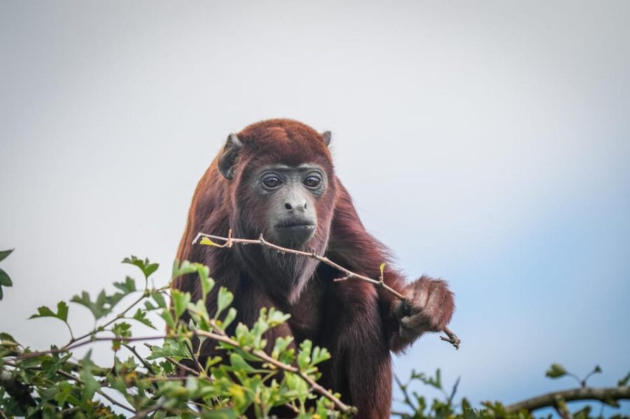 Yorkshire Wildlife Park: Entry Ticket - Family-Friendly Play Areas and Facilities