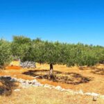 Zadar, ibenik: olive oil, wine & food tasting, Self Drive - Discovering an Olive Grove and Mill Near Benkovac