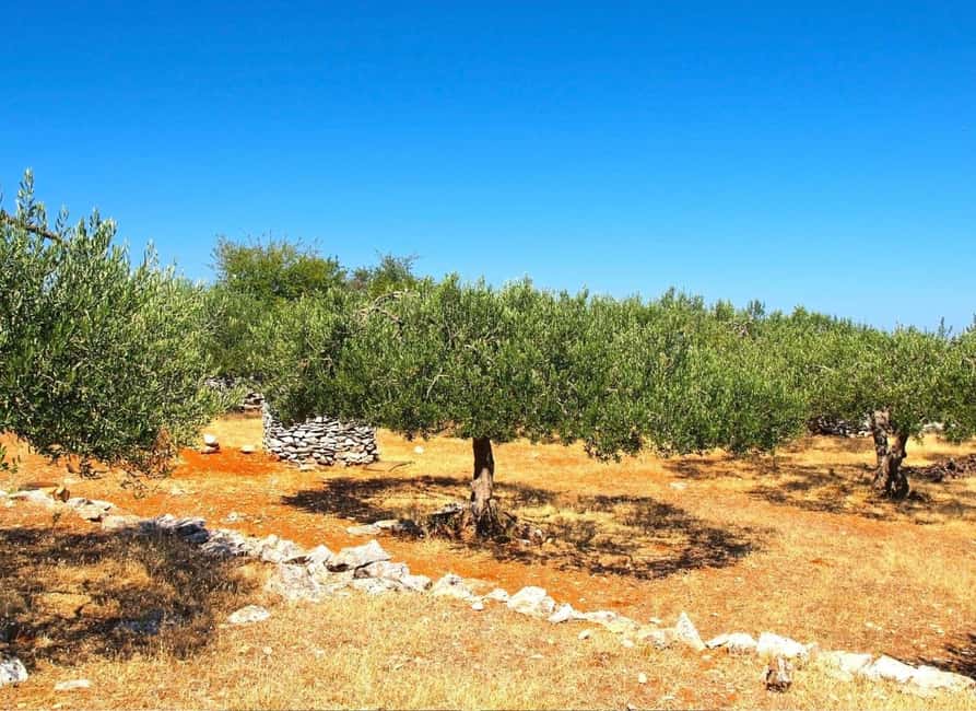 Zadar, ibenik: olive oil, wine & food tasting, Self Drive - Discovering an Olive Grove and Mill Near Benkovac