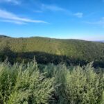 Zagreb through plants: an urban and botanical walk - From the Old Town to Zagreb’s Green Spaces