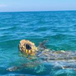 Zakynthos: Glass Bottom Turtle Boat Tour to Keri Caves & Islands - Departing from Agios Sostis Port for a Compact Marine Experience